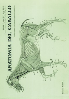 Anatomía del caballo Anatomía del caballo